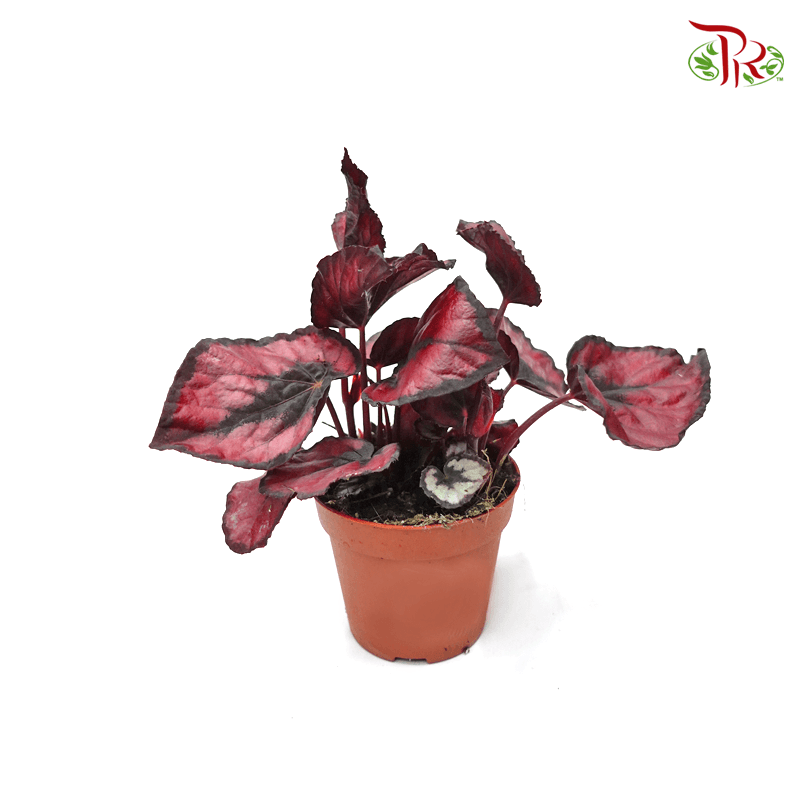 Begonia Red Kiss - Pudu Ria Florist