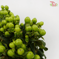 Berry Hypericum - Green (Per Bunch)-Green-China-prflorist.com.my