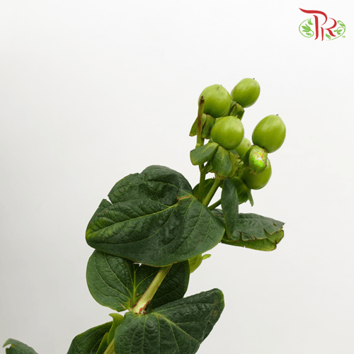 Berry Hypericum - Green (Per Bunch)-Green-China-prflorist.com.my