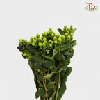 Berry Hypericum - Green (Per Bunch)-Green-China-prflorist.com.my