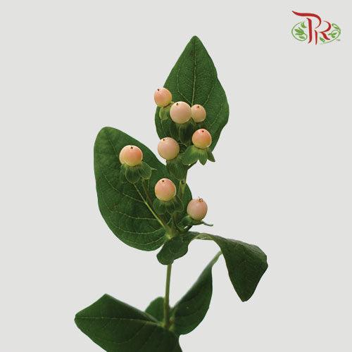 Berry Hypericum - Light Pink (10 Stems)-Pink-Netherland-prflorist.com.my