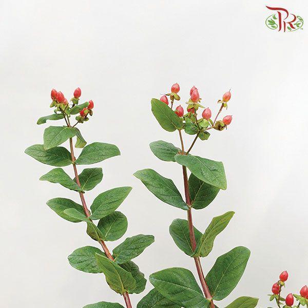 Berry Hypericum - Pink (Per Bunch)-China-prflorist.com.my