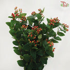 Berry Hypericum - Pink (Per Bunch)-China-prflorist.com.my