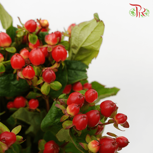 Berry Hypericum - Red (10 Stems)-Red-Kenya-prflorist.com.my