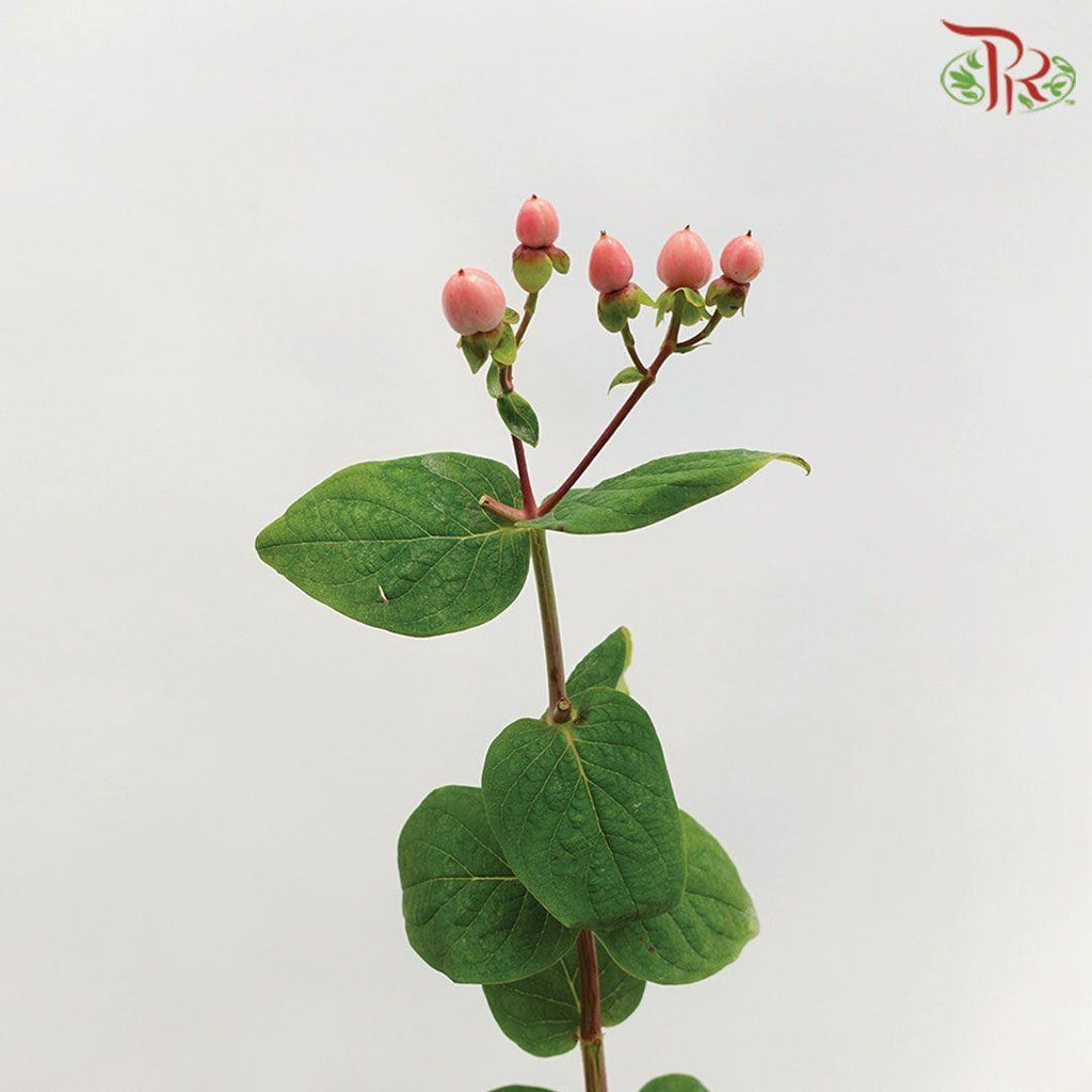Berry Hypericum - Red (Per Bunch)-Red-Malaysia-prflorist.com.my