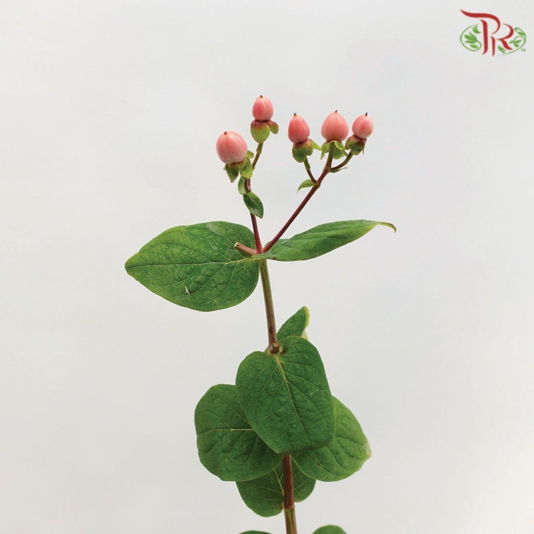 Berry Hypericum - Red (Per Bunch)-Red-Malaysia-prflorist.com.my