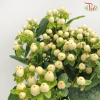 Berry Hypericum - White (Per Bunch)-White-Malaysia-prflorist.com.my
