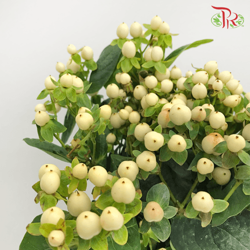 Berry Hypericum - White (Per Bunch)-White-Malaysia-prflorist.com.my