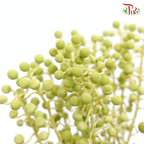 Berzelia Coral Green - (Per Bunch)-Green-China-prflorist.com.my
