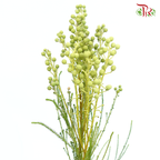 Berzelia Coral Green - (Per Bunch)-Green-China-prflorist.com.my