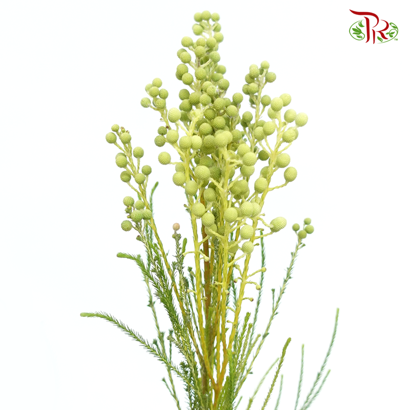 Berzelia Coral Green - (Per Bunch)-Green-China-prflorist.com.my