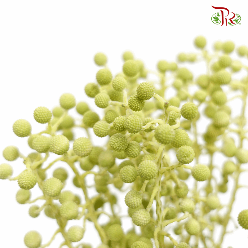 Berzelia Lanuginosa - Green (Per Bunch)-Green-Africa-prflorist.com.my