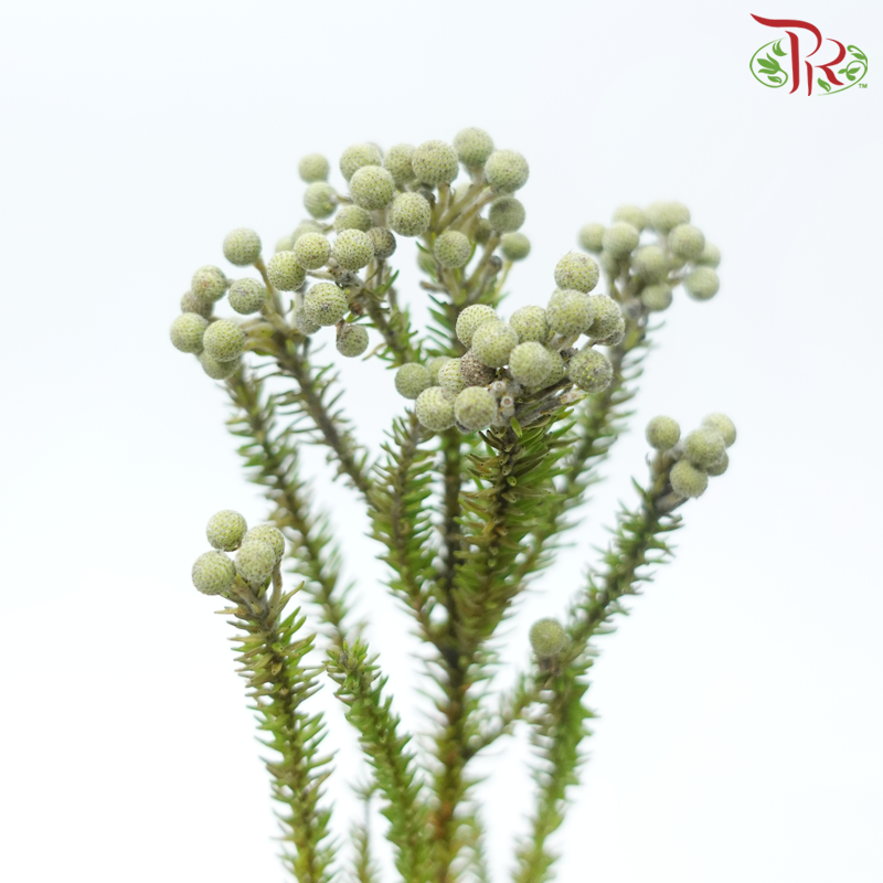 Berzelia Lanuginosa / Palaceae - (10 Stems)-Africa-prflorist.com.my