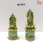 BH Bamboo (M/24cm  or  L/28cm) 佛手
