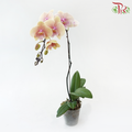 Big Single Stem Phalaenopsis Orchid - Big Lip Light Orange (Without Vase)-Vietnam-prflorist.com.my