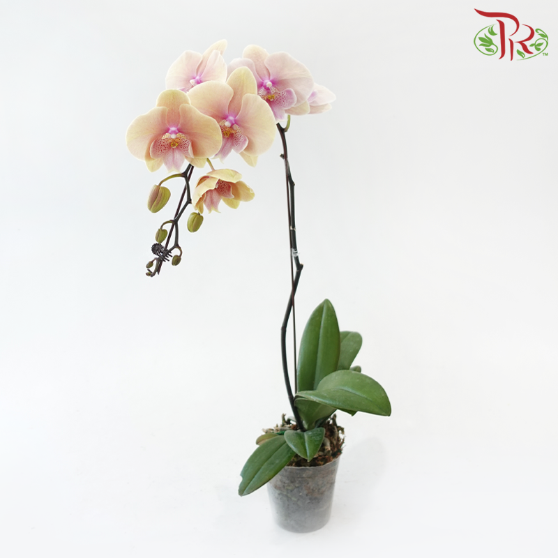 Big Single Stem Phalaenopsis Orchid - Big Lip Light Orange (Without Vase)-Vietnam-prflorist.com.my
