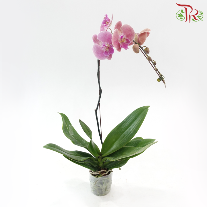 Big Single Stem Phalaenopsis Orchid - Big Lip Tangerine With Stripes (Without Vase)-Vietnam-prflorist.com.my