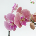 Big Single Stem Phalaenopsis Orchid - Big Lip Tangerine With Stripes (Without Vase)-Vietnam-prflorist.com.my