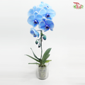 Big Single Stem Phalaenopsis Orchid - Blue + Lavender (Dyed Blue + Purple ) (Without Vase)-Vietnam-prflorist.com.my