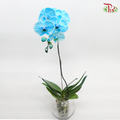 Big Single Stem Phalaenopsis Orchid - Dyed Blue (Without Vase)-Vietnam-prflorist.com.my