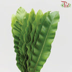 Bird Nest - S-Malaysia-prflorist.com.my