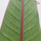 Bird Of Paradise Leaf - (5 Stems)-Malaysia-prflorist.com.my