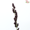 Black Mountain Grass - (Per Bunch)-Africa-prflorist.com.my