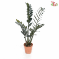 Black Zamia Raven P105 《黑金-金钱树》-Pudu Ria Florist-prflorist.com.my
