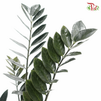 Black Zamia Raven P90  《黑金-金钱树》