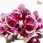 Mini Phalaenopsis Orchid - Black With Spot (Double stems) *With No Vase - Pudu Ria Florist