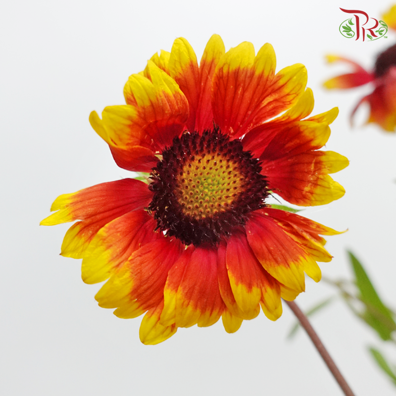 Blanket Flower - (Per Bunch)-China-prflorist.com.my