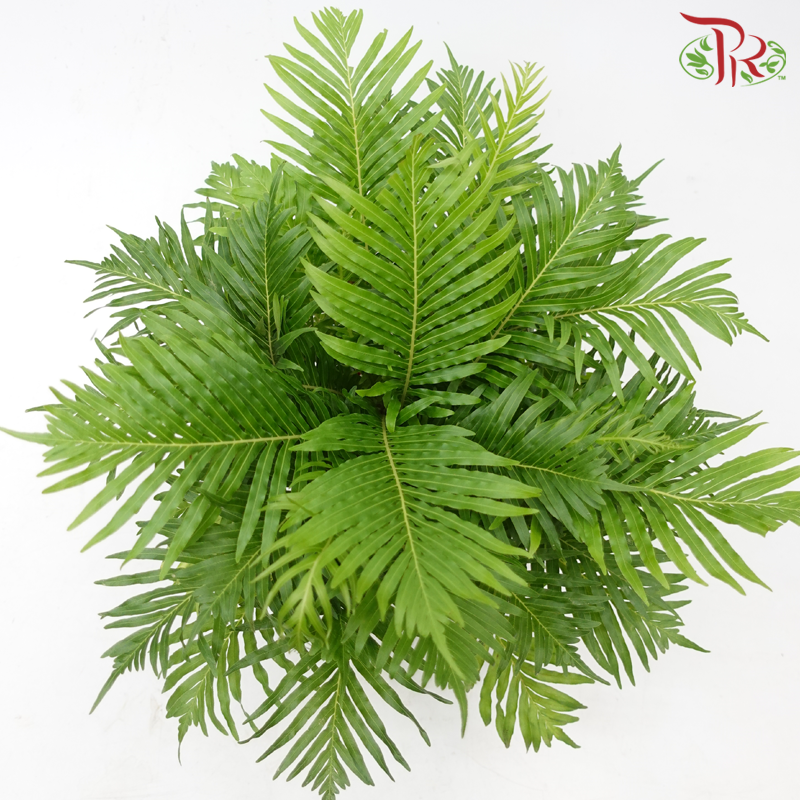 Blechnum Gibbum《银夫人蕨》