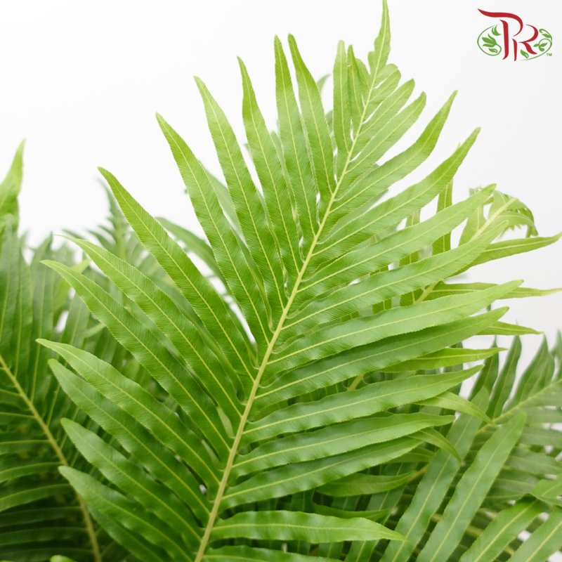 Blechnum Gibbum《银夫人蕨》