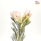 Blushing Bride - Blush Pink (5 Stems)-Pink-Africa-prflorist.com.my