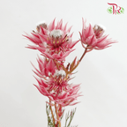 Blushing Bride - Dark Pink (5 Stems)-Pink-Africa-prflorist.com.my