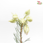 Blushing Bride - Cream (5 Stems) - Pudu Ria Florist