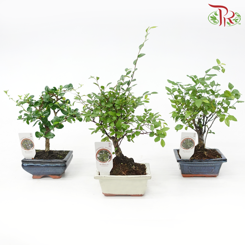 Bonsai Mix《盆栽》(20cm) (With Options)-Pudu Ria Florist-prflorist.com.my