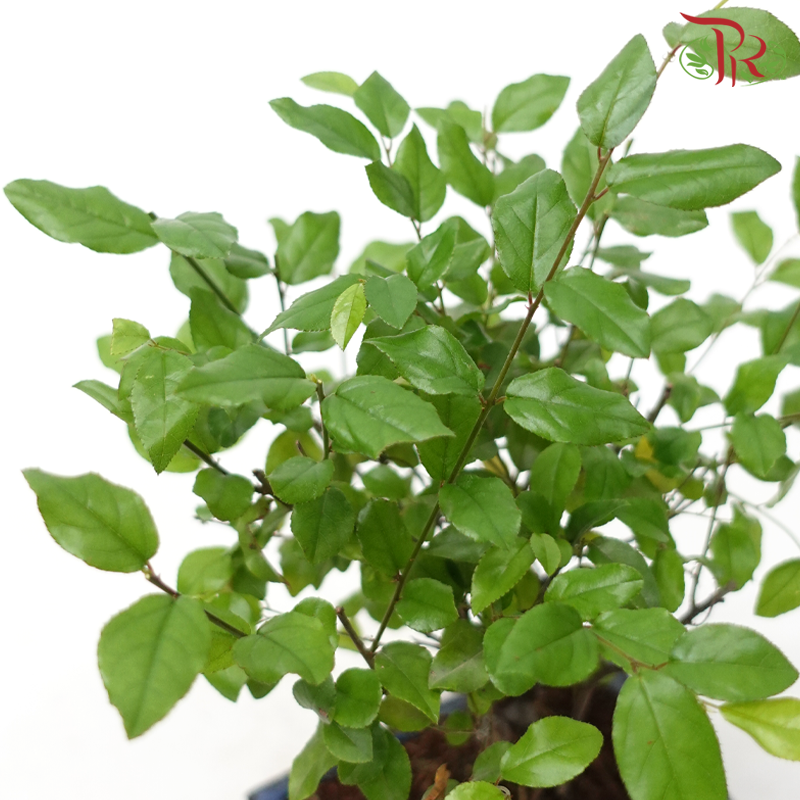 Bonsai Mix《盆栽》(20cm) (With Options)-Pudu Ria Florist-prflorist.com.my