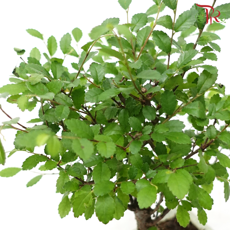 Bonsai Mix《盆栽》(20cm) (With Options)-Pudu Ria Florist-prflorist.com.my