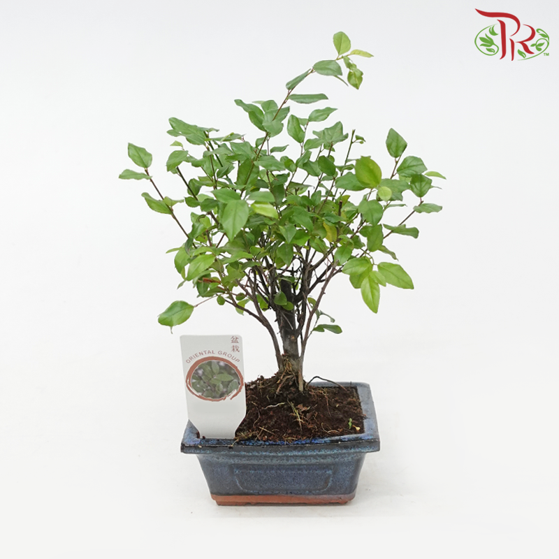 Bonsai Mix《盆栽》(20cm) (With Options)-Sageretia Theezans (Sweet Plum)《雀梅藤属》-Pudu Ria Florist-prflorist.com.my