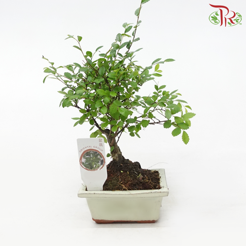Bonsai Mix《盆栽》(20cm) (With Options)-Zelkova 《榉树》-Pudu Ria Florist-prflorist.com.my