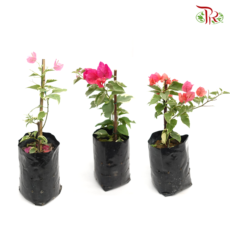 Bougainvillea Batik (Bunga Kertas) 《九重葛》 (Random Pick) - Without blooms