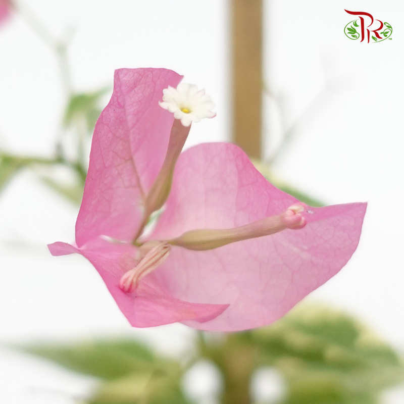 Bougainvillea Batik (Bunga Kertas) 《九重葛》 (Random Pick) - Without blooms