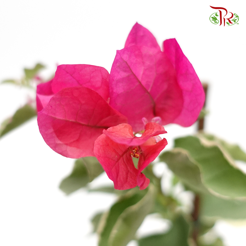 Bougainvillea Batik (Bunga Kertas) 《九重葛》 (Random Pick) - Without blooms
