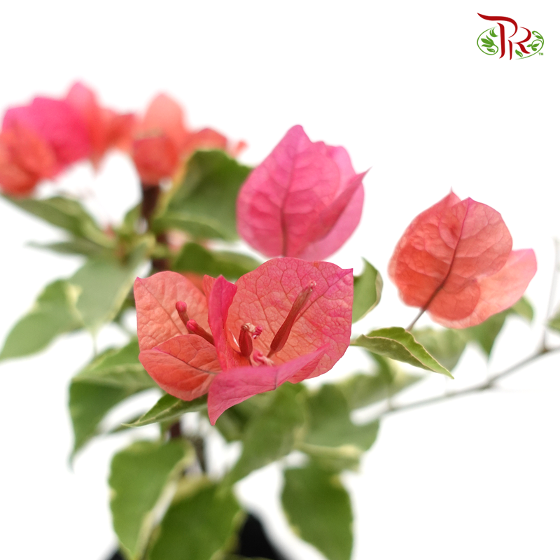 Bougainvillea Batik (Bunga Kertas) 《九重葛》 (Random Pick) - Without blooms