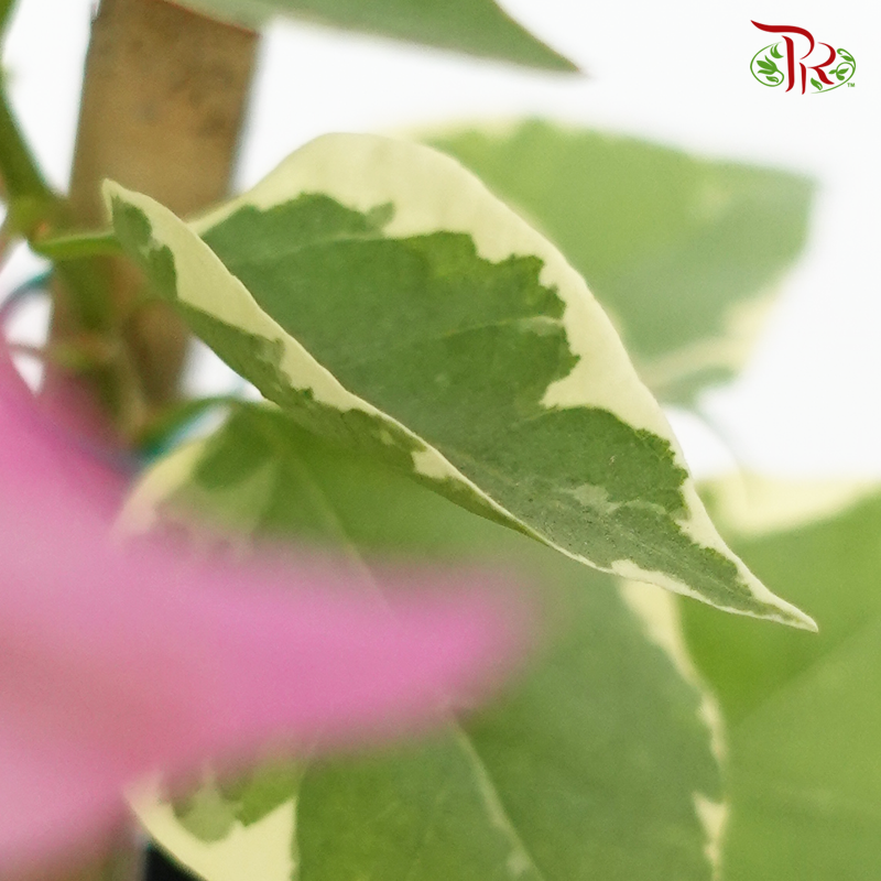Bougainvillea Batik (Bunga Kertas) 《九重葛》 (Random Pick) - Without blooms