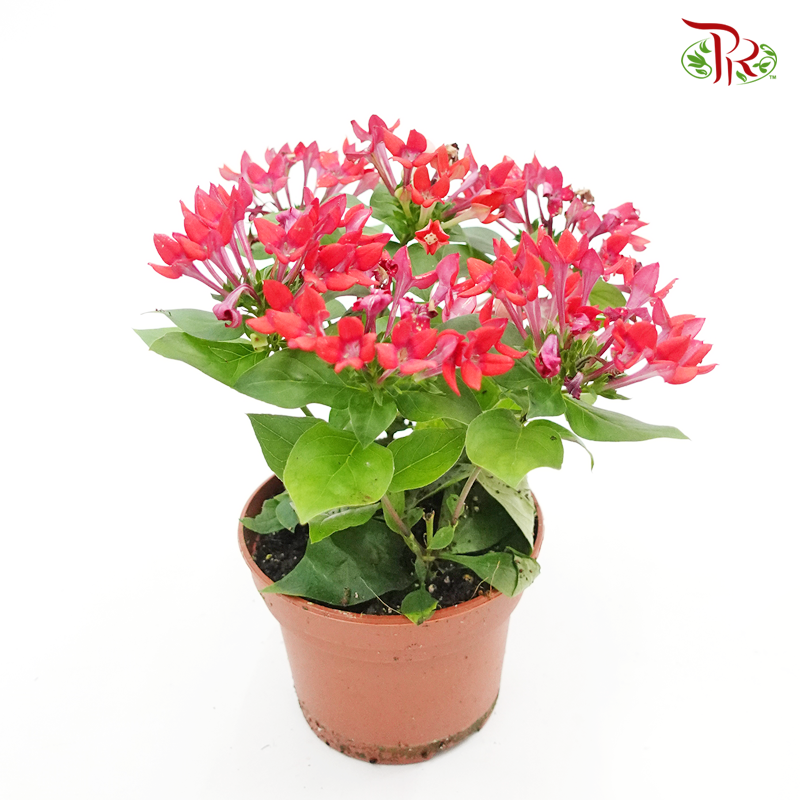 Bouvardia 《寒丁子》-Pudu Ria Florist-prflorist.com.my