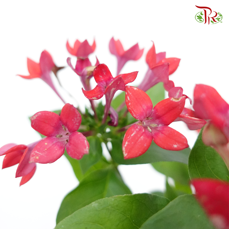 Bouvardia 《寒丁子》-Pudu Ria Florist-prflorist.com.my