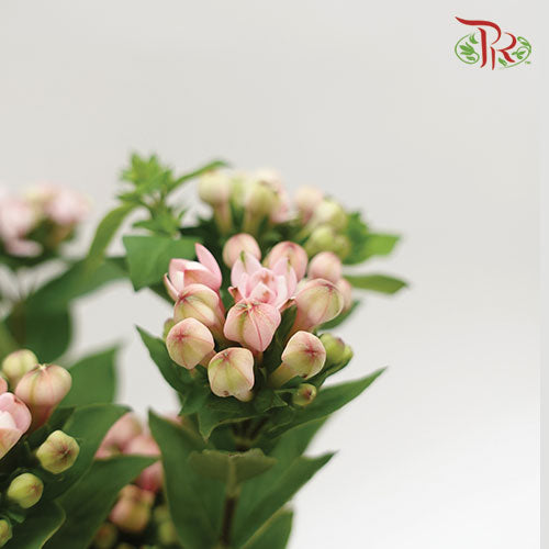 Bouvardia- Light Pink (5 Stems)-Pink-Netherland-prflorist.com.my