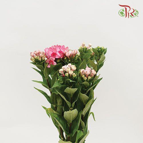 Bouvardia - Light Pink (5 Stems)-Pink-Netherland-prflorist.com.my
